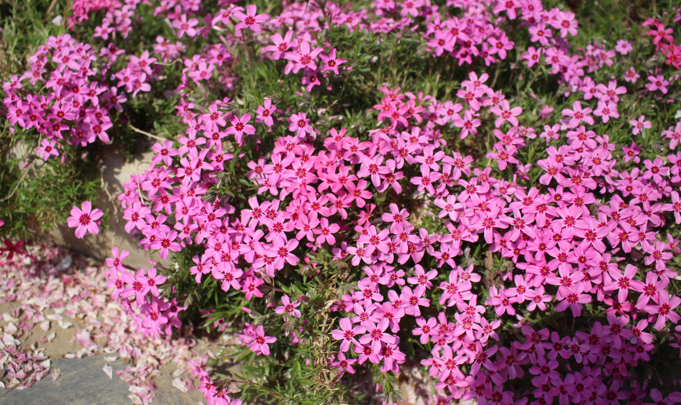 1523172679326047142.png 1523172679326047142.png